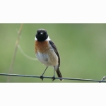 Schwarzkehlchen DSC07036.jpg